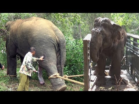 Successfully Trans locating An Aggressive Elephant !