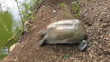 Giant asiatic softshell turtle walking slowly in green river