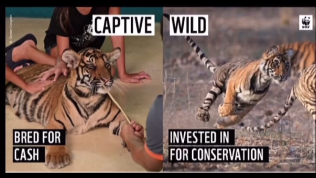 Are Aquariums and Zoos YouTube