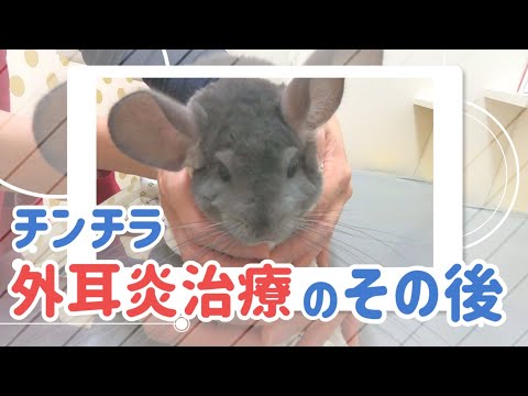 チンチラの中耳炎、症状の見分け方と自宅でできる予防法