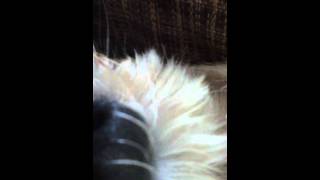 Snuggles Attacks