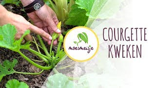 Courgette kweken | Courgette zaaien