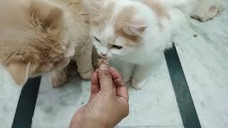 today I am going to tell you how I give food to my cats #catlovers #kittan #youtubevideo