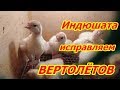 Индюшата исправляем "вертолетов"