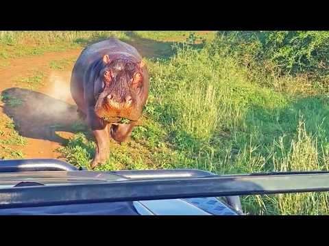 Angry Hippo Chases and Bites Vehicle