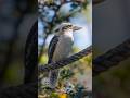 Wildlife Photography