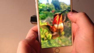 How to photograph and film birds in realtime using the Bird Photo Booth Wi-Fi app. screenshot 2