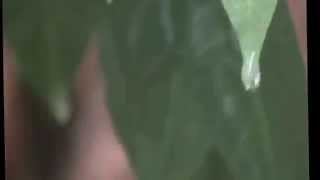 wasi diya maha bima themuwata saman duminda