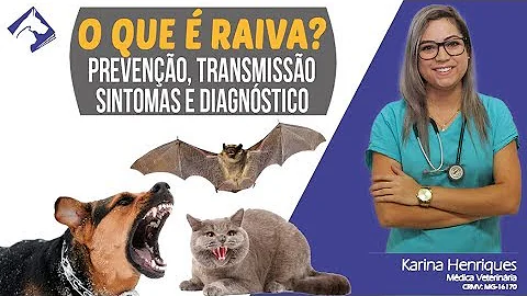 O que acontece se cachorro comer morcego?