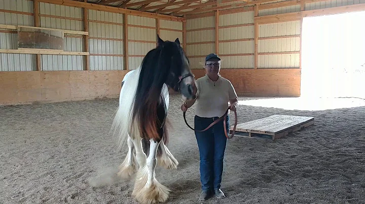 Halter, Gypsy Stallions and Geldings over 3, Judy ...