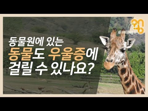 동물원에 있는 동물도 우울증에 걸릴 수 있나요?