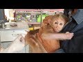 Monkey Na Visits The Vet For The First Time