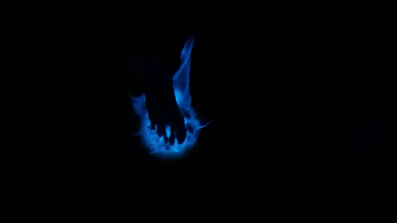 Zeevonk Corfwater Petten (NH) - 24/25 juni 2020