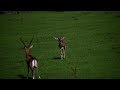 Rare black buck sighting in mudumalai tiger reserve  anish sankaran anish photographysingara road