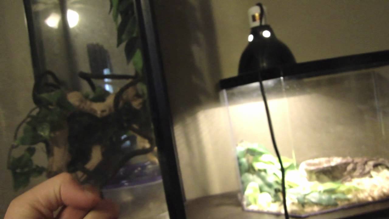 geckos for sale Video for dylan42712 on breeding tips
