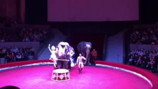 Новосибирский цирк, шоу слонов.