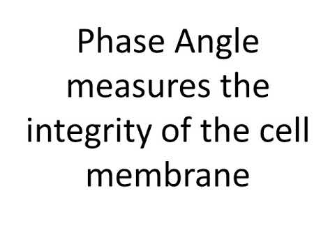 What Is Phase