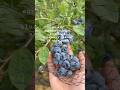 Do all agronomists get such high blueberry yields as this guy? #blue #blueberryfarm #organicfarming
