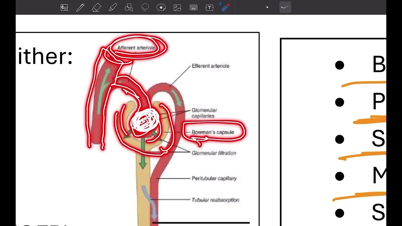MUST MSK 101-2| pharmacology lec 3 (excretion)