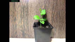 Растение лимон в домашних условиях | Plant a lemon at home Растение лимон в домашних условиях | Plant a lemon at home