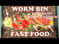 New Worm Bin Experiment Started with 6000 Red Wigglers | Vermicompost Worm Farm