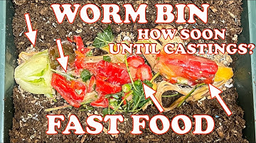 New Worm Bin Experiment Started with 6000 Red Wigglers | Vermicompost Worm Farm