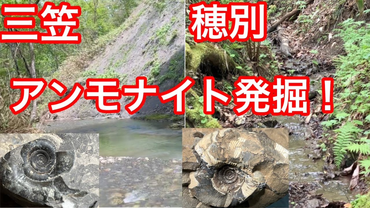 北海道産 アンモナイト 4600g 以上 大きさも丁度よく置き物に