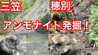 まだまだあるアンモナイト❗️大量にアンモナイトを採掘するなら