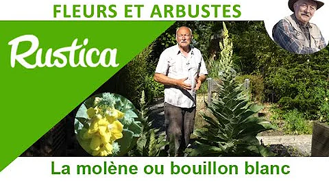 Comment planter le Bouillon-blanc ?