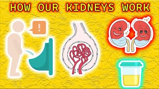 How Do Our Kidneys Work ? | Urine Formation Secrets