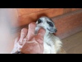 "Meerkat Laughing Attack!"