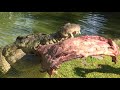 Saltwater Crocodile Crunches Ribs!