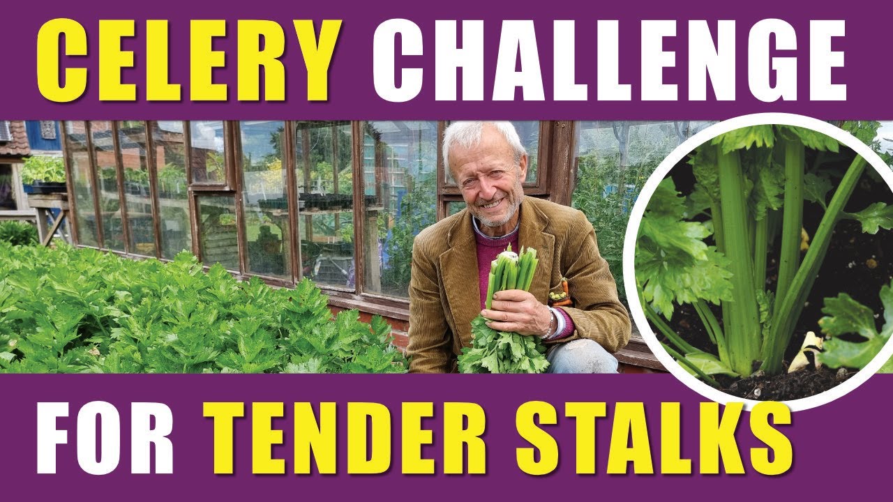 Grow Tender Celery, Watering, Blanching & No Dig