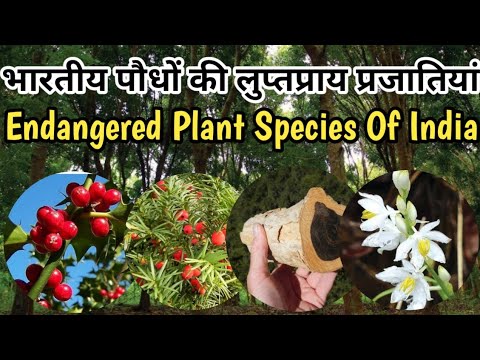 वीडियो: संकटग्रस्त पौधे। दुर्लभ और लुप्तप्राय पौधे