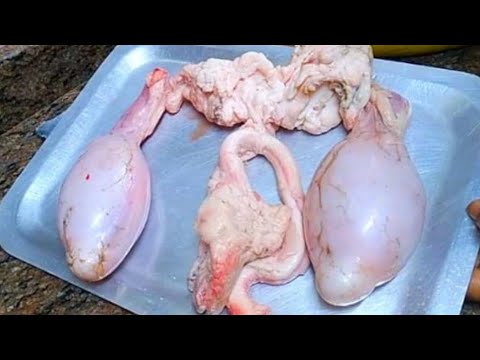 مخاصى اوبيض الخروف باسهل طريقه واللذ طعم و فوايدها الرهيبه لاخوانا الرجاله 