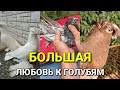 24 ЧАСА ЛЮБОВЬ К ГОЛУБЯМ БЕЗ ОСТАНОВКИ. Узбекские двухчубые голуби. Tauben. Pigeons
