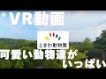 「ときわ動物園」VR動画を使って、かわいい動物達を身近で感じる。