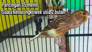 suara Pancingan kenari ngkriwek usia 2 bulan 15 menit nonstop