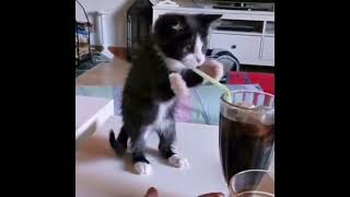 Cat is Struggling with Straw | Funny Cat by OnlyCats101 4 views 3 years ago 13 seconds