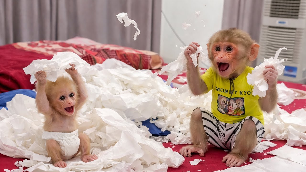 So Funny! Monkey Kyo and the Baby Monkey Go Wild with Paper Everywhere 😆