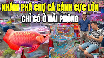 Khám phá chợ CÁ cảnh Lớn nhất chỉ có ở Hải Phòng #review #taititon