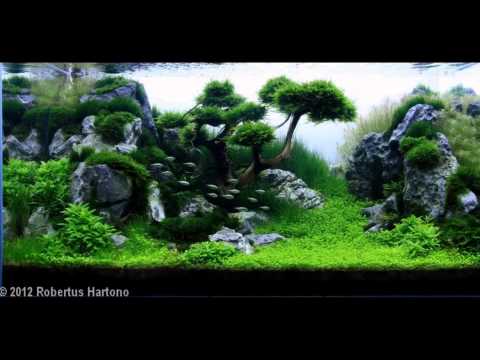 САМЫЕ КРАСИВЫЕ АКВАРИУМЫ. АКВАСКЕЙП (часть2). The most beautiful aquariums. Aquascape САМЫЕ КРАСИВЫЕ АКВАРИУМЫ. АКВАСКЕЙП (часть2). The most beautiful aquariums. Aquascape
