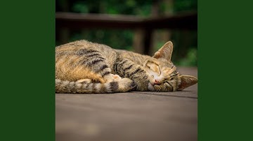 Background for Mysterious Cat Behavior