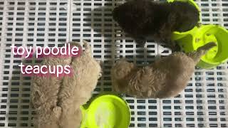 Teacup Toypoodle with papers 09171534559 100%purebreed