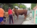The cow meets breeding at road 