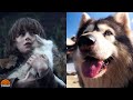 Meet the reallife direwolves of game of thrones  today