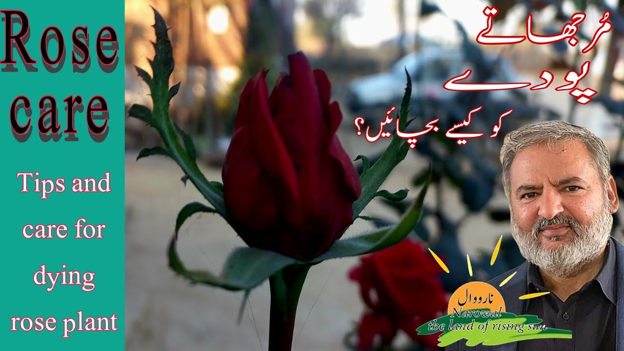 Rose care YouTube
