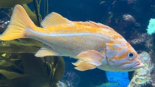 Steinhart Aquarium CA Academy of Sciences.Like the Video? Spread the word by subscribing the channel