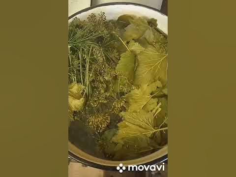 рецепт хрустящих огурцов шоша и гоша - YouTube