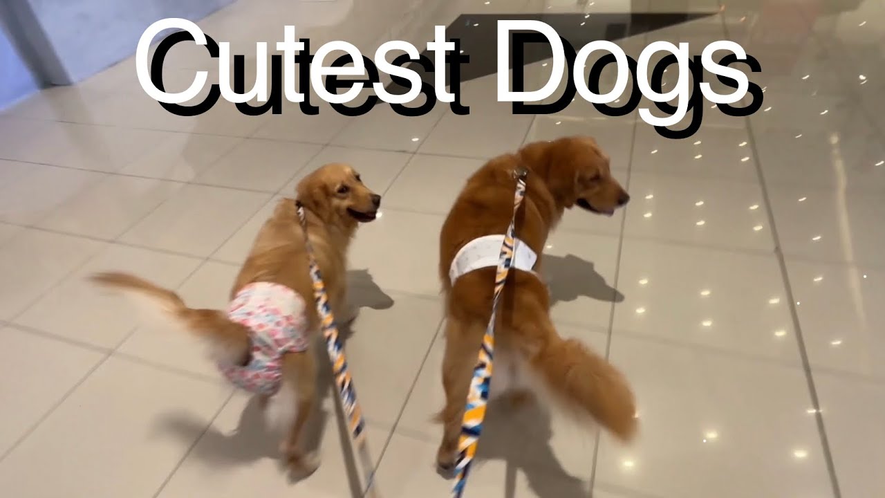 Золотистые ретриверы в UP Diliman + Скрытые гастрономические жемчужины и лучшие места, где можно ...